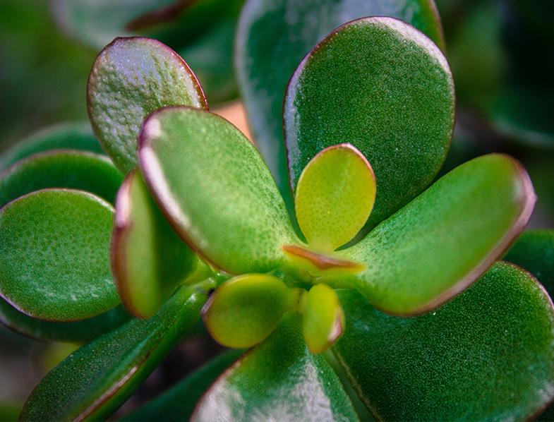 Jade Plant
